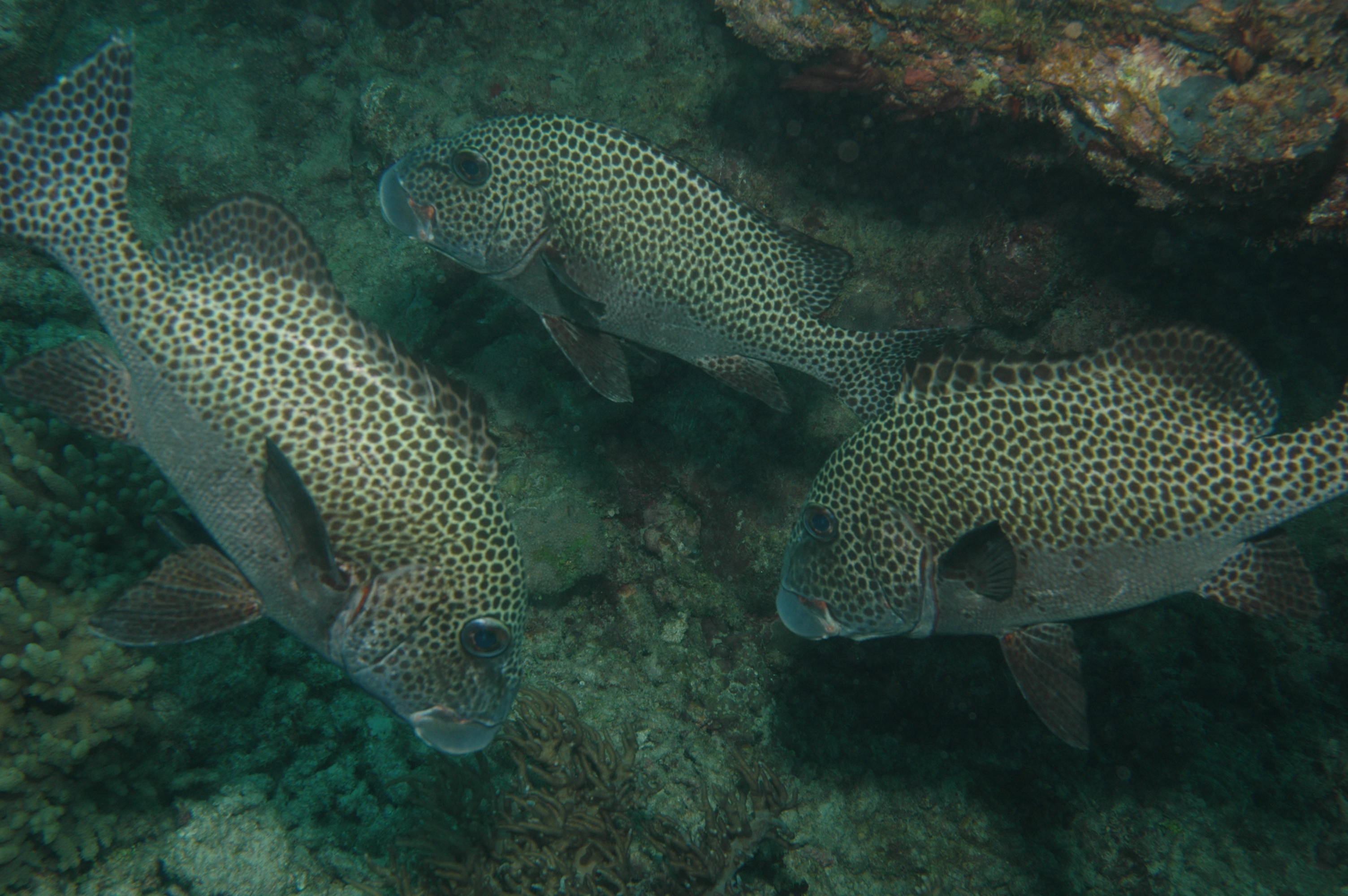 Plectorhinchus picus